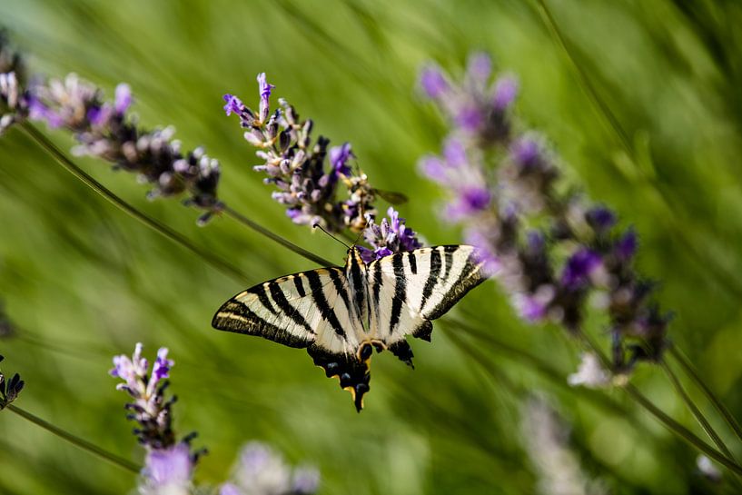 Een vlinder op Lavendel van Kelvin Middelink