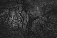 Het donkere Bos von WvH Miniaturansicht
