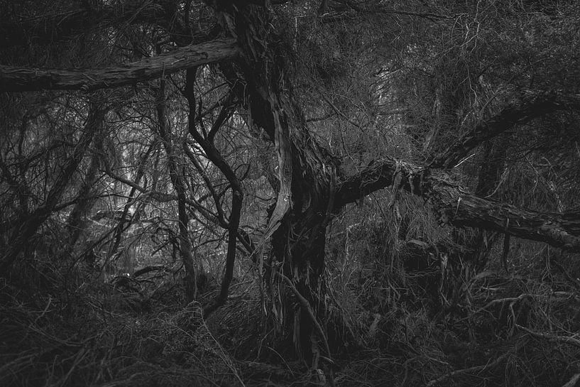 Het donkere Bos van WvH