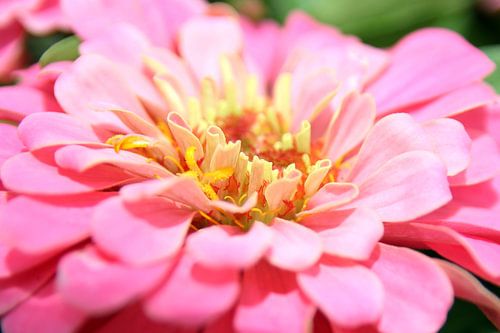 The Violet Flower