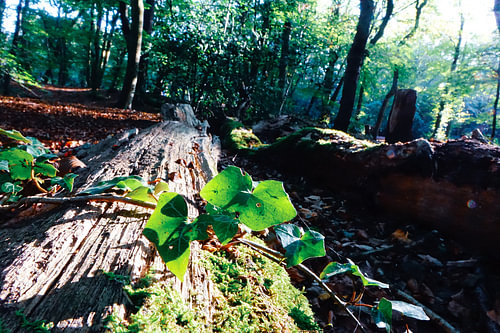 Mysterie van het bos