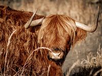 Highlander