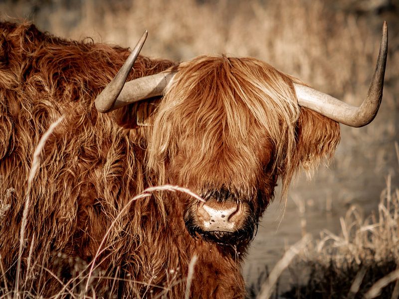 Highlander by Hymke Hofmans