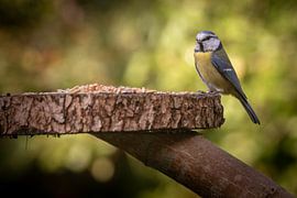 Blue Tit