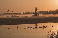 Sonnenaufgang im Naturschutzgebiet Bourgoyen - Ossemeersen, Gent, Belgien von Daan Duvillier | Dsquared Photography Miniaturansicht