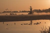 Zonsopgang met zicht op eenden in water in Natuurreservaat Bourgoyen -