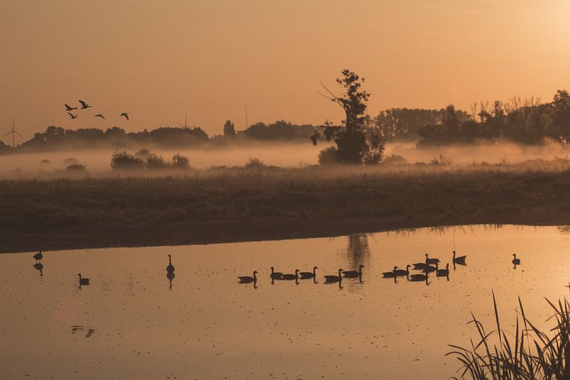 Zonsopgang met zicht op eenden in water in Natuurreservaat Bourgoyen - van Daan Duvillier | Regio in de Kijker