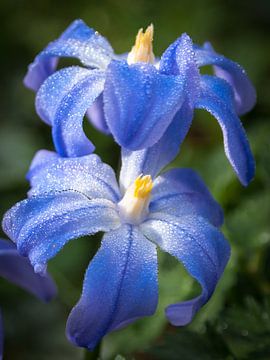 Bloemen blauw met druppels dauw van Peter Bouwknegt