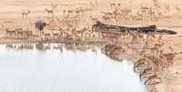 L'antilope d'orignal parmi les impalas par Anja Brouwer Fotografie Aperçu