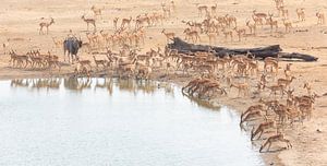 Moose antelope among impalas