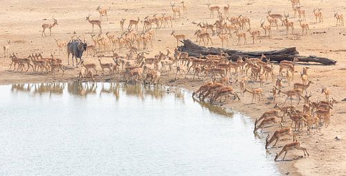 Elandantilope tussen impala's