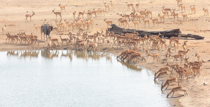 Elandantilope tussen impala's van Anja Brouwer Fotografie