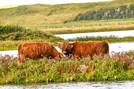 Scottish Highlanders by StudioFocus