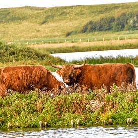 Schotse hooglanders van StudioFocus