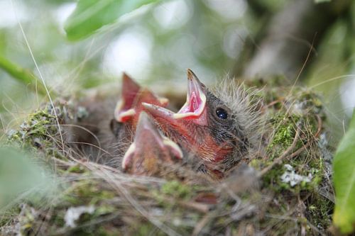 Drie kleine vogeltjes