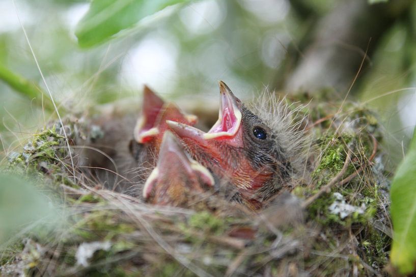 Three little birds by Guido Veenstra
