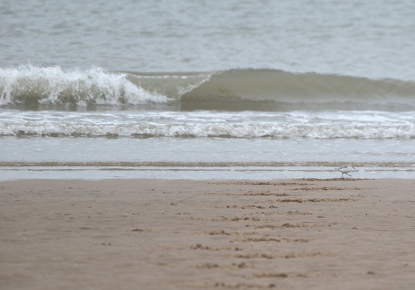 Strandloper by Petra De Jonge