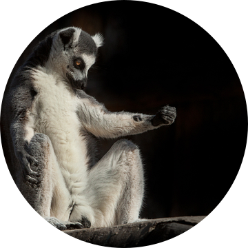ring-tailed lemur in het donker (zwarte achtergrond) zit alsof hij bezig is met spirituele prakiki ( van Michael Semenov