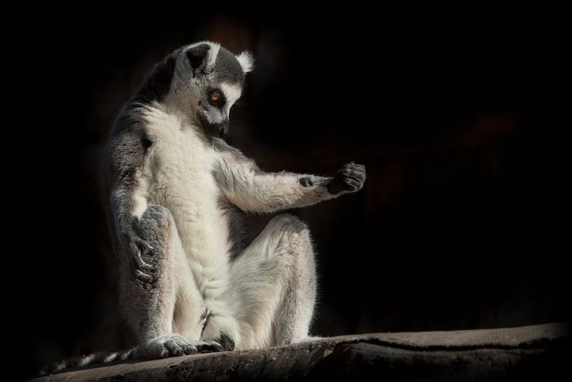 Der Ringelschwanzlemur sitzt im Dunkeln (schwarzer Hintergrund), als ob er sich in spirituellem Prak von Michael Semenov