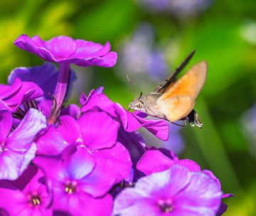 Macro van een vliegende duivenstaart van ManfredFotos