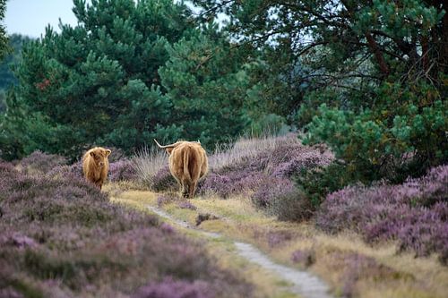 Schotse hooglander herenigd met haar kalf