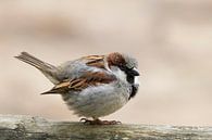 little fluffy house sparrow by Priscilla Lecomte thumbnail