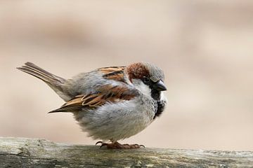 kleiner flauschiger Haussperling von Priscilla Lecomte