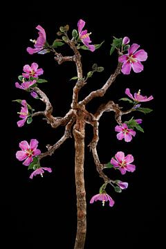Hibiscus-boom van Klaartje Majoor