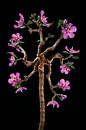 Hibiscus-boom van Klaartje Majoor thumbnail