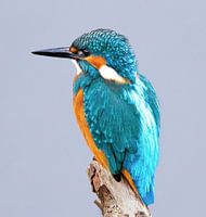 IJsvogel