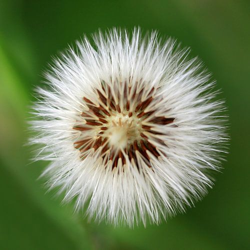 Uitgebloeide paardenbloem