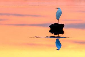 Silberreiher in einem Sumpfgebiet bei Sonnenuntergang