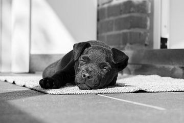 Chiot terrier de Patterdale endormi sur Lucia Leemans