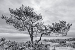 Den Vuurduin (près du phare) sur Vlieland