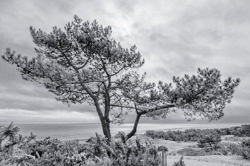 Den Vuurduin (bij de vuurtoren) op Vlieland