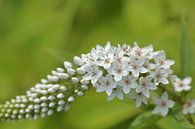 Witte vlinderstruik of sierheester, Buddleja, witte bloemetjes van Ronald Smits thumbnail