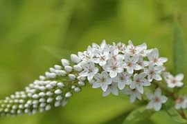 Witte vlinderstruik of sierheester, Buddleja, witte bloemetjes van Ronald Smits