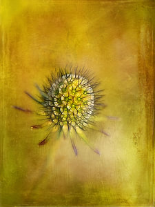 Distel Antik in Gold