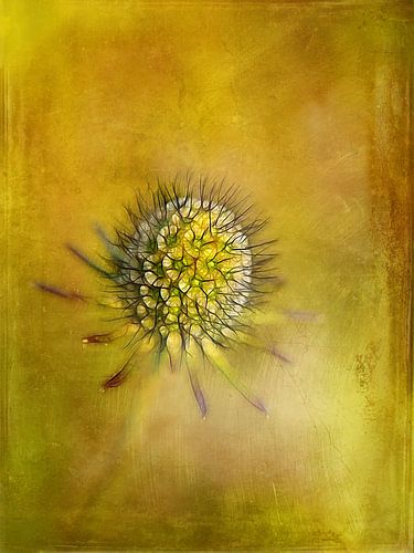Distel antiek