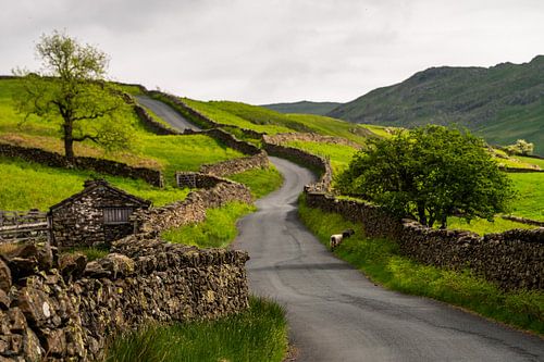Landweg in Lake District UK met twee schapen.