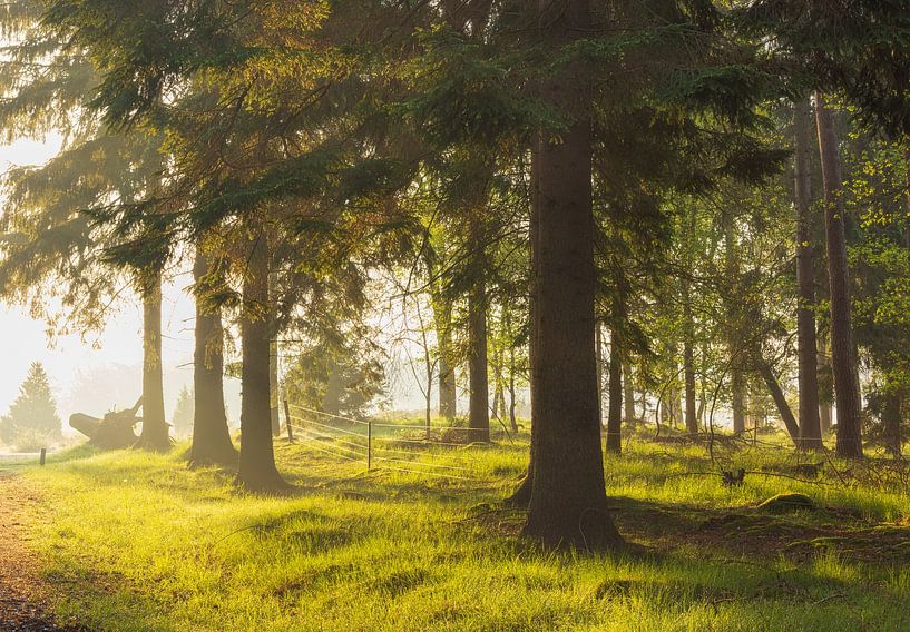 Sunrise Dwingelderveld (Netherlands) by Marcel Kerdijk