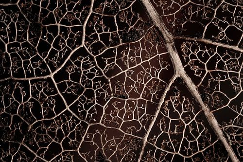 Nervers van Ruud van Oeffelen-Brosens