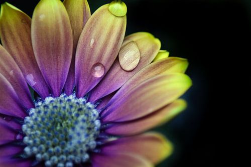 Spaanse Margriet van Eva De Mol