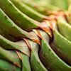 Succulente en gros plan - Desert Collection sur Marianne Eggink - Photographie et l'art digitale