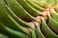Succulent close up - Desert Collection
