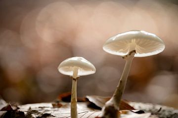 Paddenstoelen in de herfstgloed van Joyce Beukenex