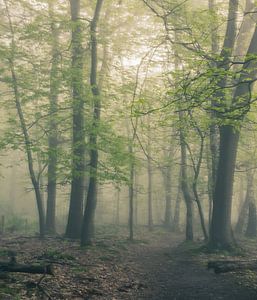 lichte beweging in het bos van Tania Perneel