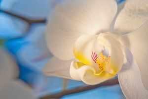 Nahaufnahme Orchidee