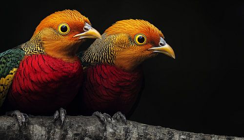 Goldfasane auf einem Ast Panorama