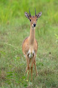 Oribi (Ourebia Ourebi), Uganda